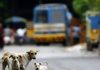 कुत्र्याच्या अंगावर गाडी चालवली; चालक बुक केला