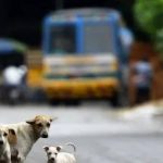 कुत्र्याच्या अंगावर गाडी चालवली; चालक बुक केला
