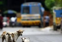कुत्र्याच्या अंगावर गाडी चालवली; चालक बुक केला