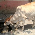 गुठळ्या त्वचेच्या आजाराचा सामना करण्यासाठी महाराष्ट्रात शेळीपॉक्स लस उत्पादनास सुरुवात झाली