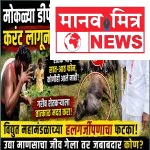 मोकळ्या डीपी वायरचा करंट लागून म्हशीचा मृत्यू; विद्युत महामंडळाच्या हलगर्जीपणाचा फटका गरीब शेतकऱ्याला