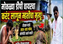 मोकळ्या डीपी वायरचा करंट लागून म्हशीचा मृत्यू; विद्युत महामंडळाच्या हलगर्जीपणाचा फटका गरीब शेतकऱ्याला