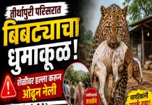 तीर्थापुरी परिसरात बिबट्याचा धुमाकूळ; शेळीवर हल्ला करून फस्त, ग्रामस्थांमध्ये भीतीचे वातावरण